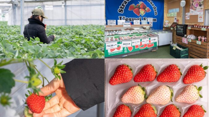 「いちご狩り農園 上杉農園」　の画像