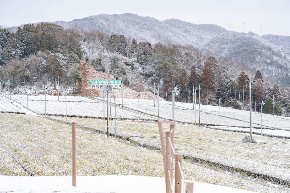 ２月８日の西ノ山集団茶園や山々の画像