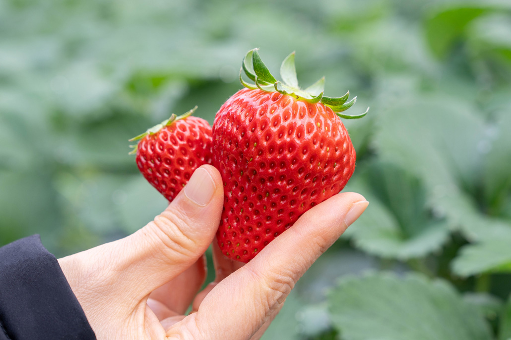 「いちご狩り農園 上杉農園」　紅ほっぺの画像２