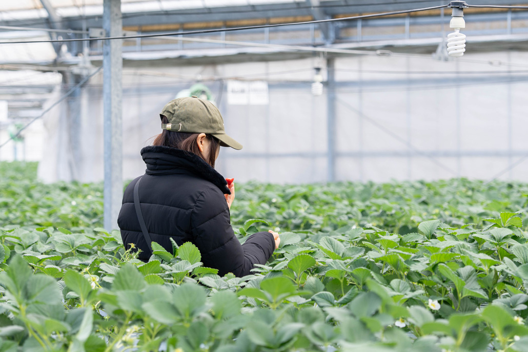 「いちご狩り農園 上杉農園」　紅ほっぺの画像１