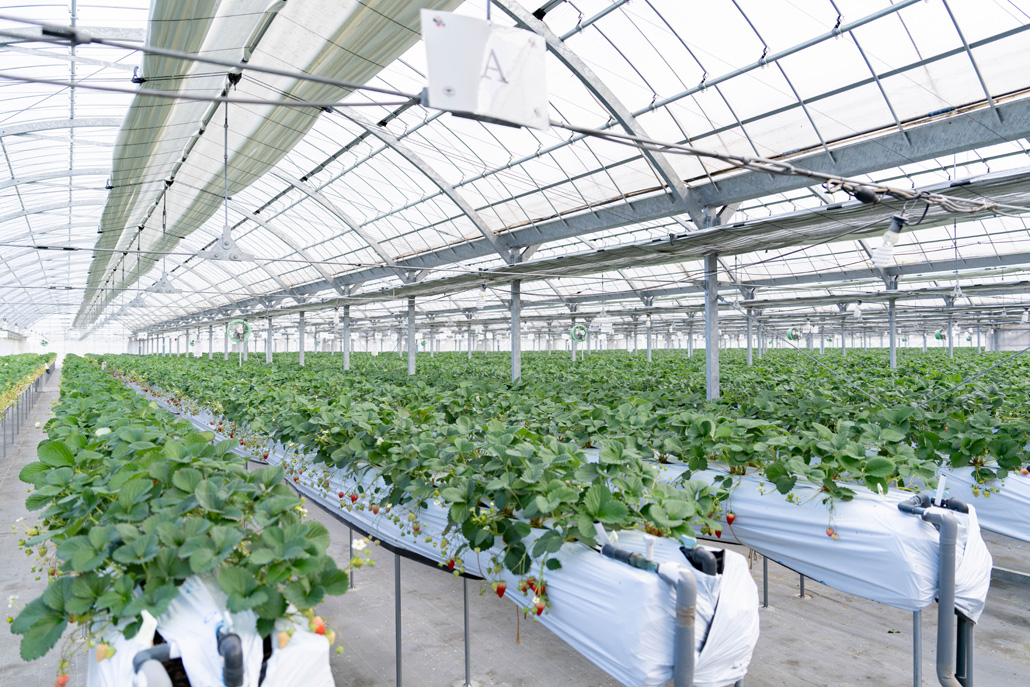 「いちご狩り農園 上杉農園」　ハウスの画像