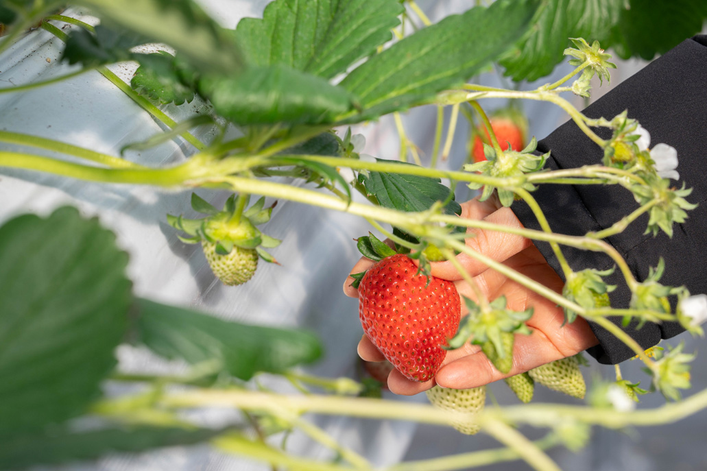 「いちご狩り農園 上杉農園」　あきひめの画像