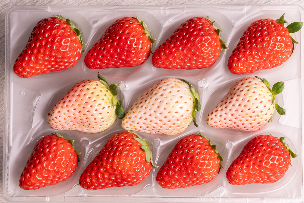 「いちご狩り農園 上杉農園」　紅白いちごの画像２