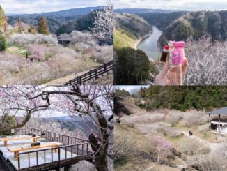 月ヶ瀬梅林の梅の画像