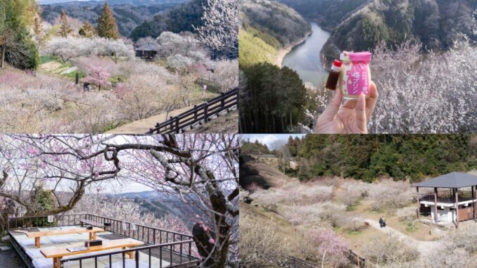 月ヶ瀬梅林の梅の画像