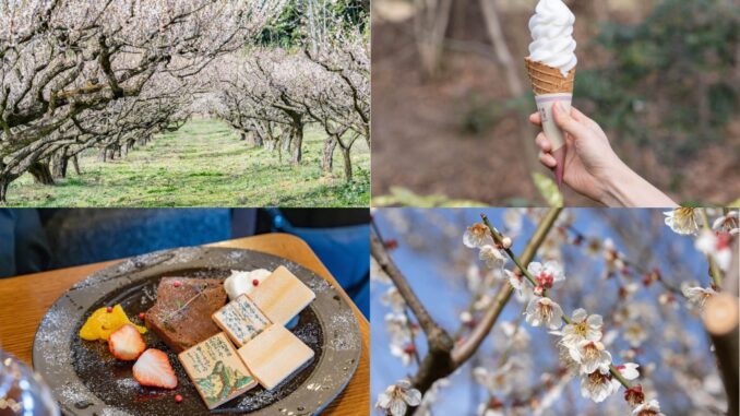 「叶 匠壽庵 寿長生の郷」の画像