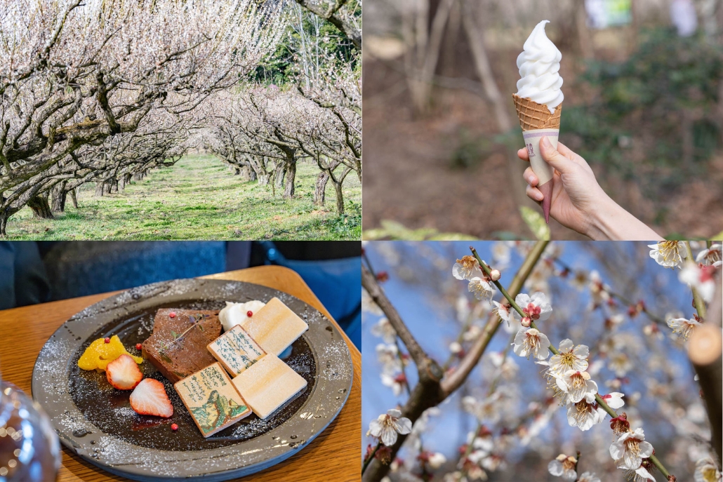 「叶 匠壽庵 寿長生の郷」の画像