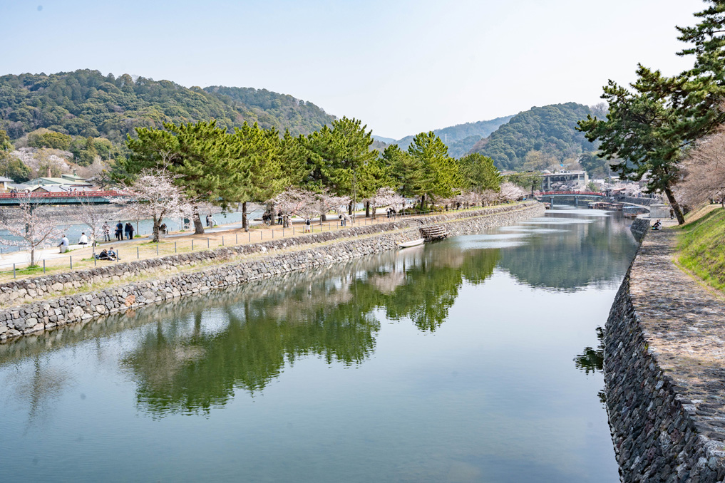 宇治川　2026年3月28日さくらの状況画像１