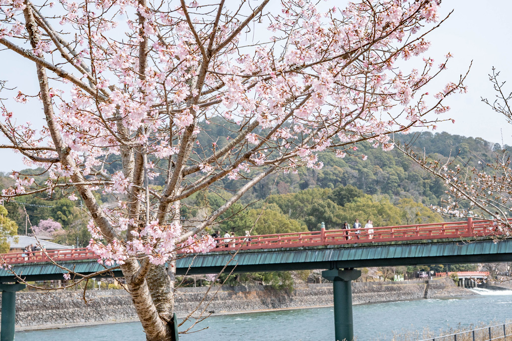 宇治川　2026年3月28日さくらの状況画像２
