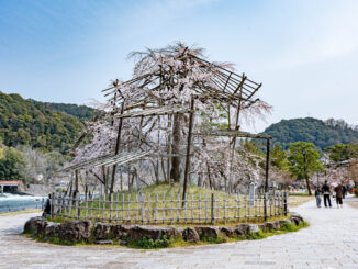 宇治川のしだれ桜　2026年3月28日撮影の画像