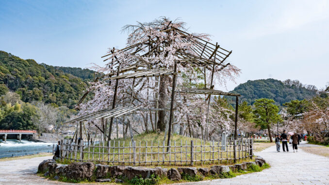宇治川のしだれ桜　2026年3月28日撮影の画像