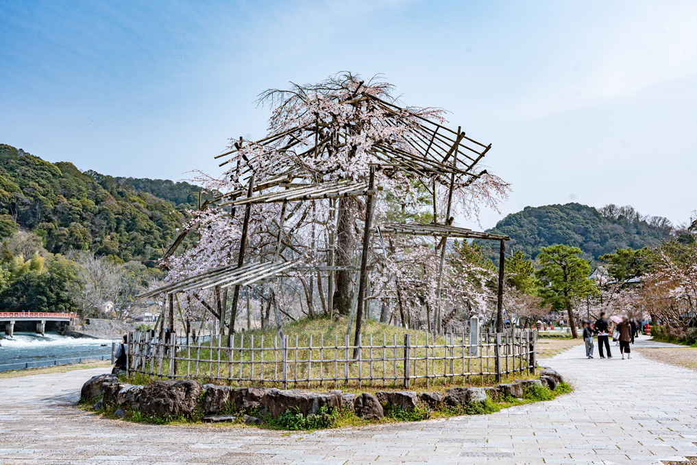 宇治川のしだれ桜　2026年3月28日撮影の画像