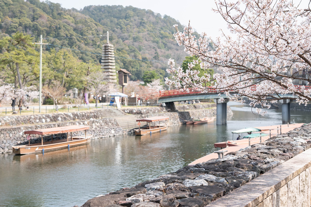 宇治川　2026年3月28日さくらの状況画像３