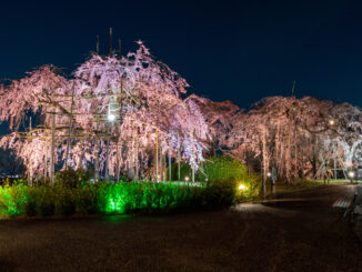 「宇治市植物公園」の枝垂桜夜間無料公開　2026年3月23日の画像３