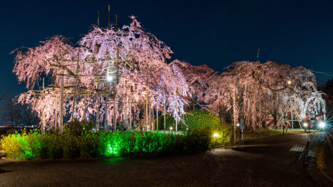 「宇治市植物公園」の枝垂桜夜間無料公開　2026年3月23日の画像３