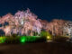「宇治市植物公園」の枝垂桜夜間無料公開　2026年3月23日の画像３