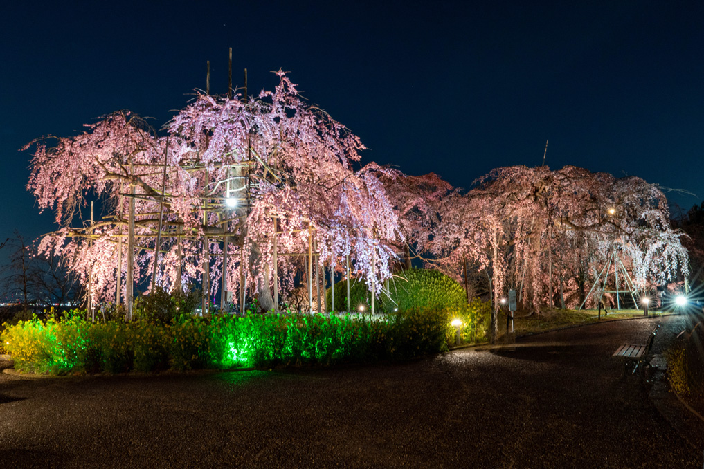 「宇治市植物公園」の枝垂桜夜間無料公開　2026年3月23日の画像３