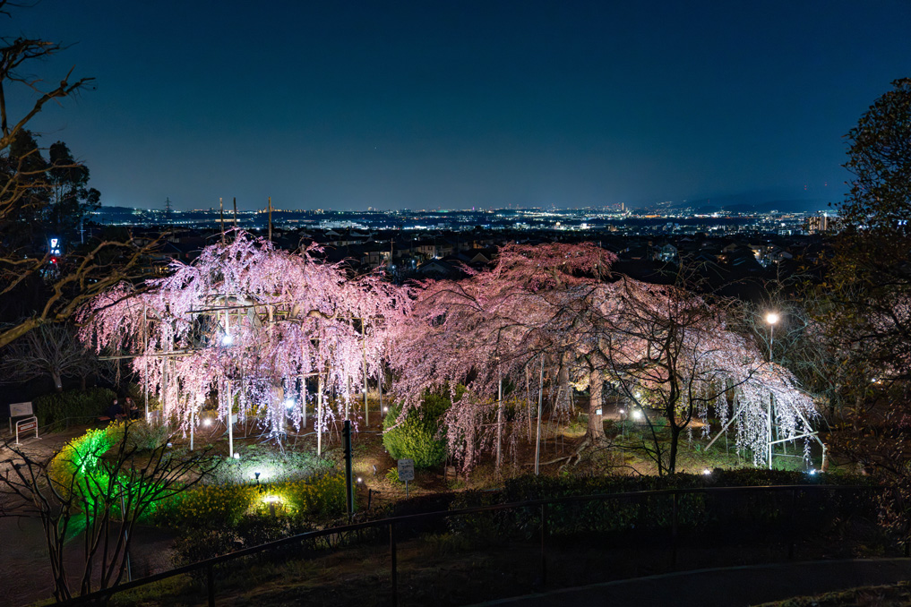 「宇治市植物公園」の枝垂桜夜間無料公開　2026年3月23日の画像１