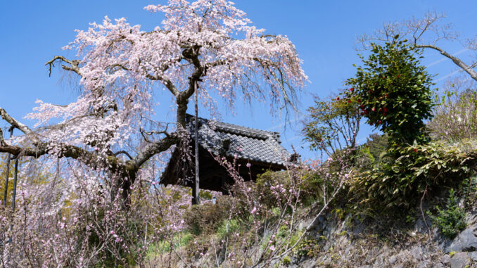 「玉峰山 地蔵禅院」のしだれ桜の画像１