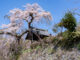 「玉峰山 地蔵禅院」のしだれ桜の画像１