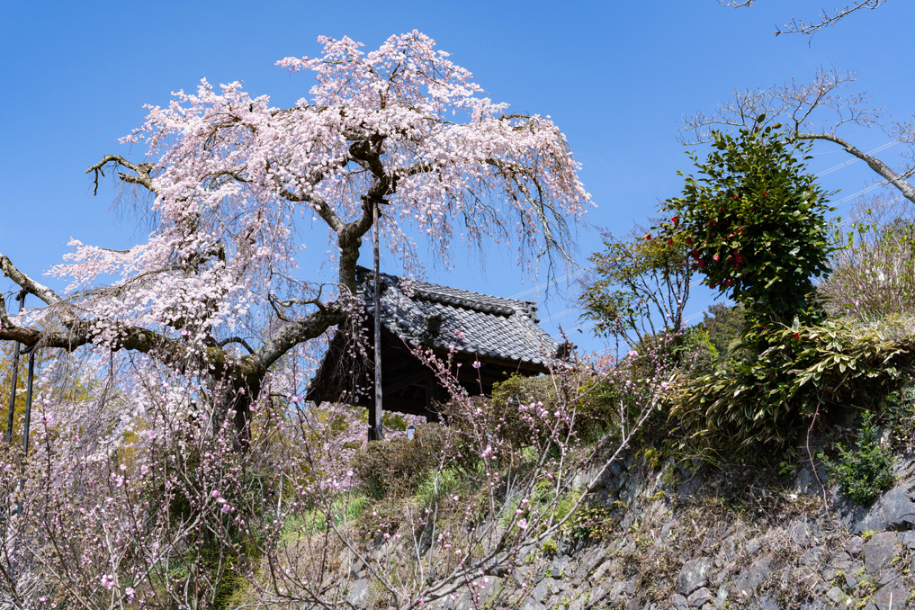 「玉峰山 地蔵禅院」のしだれ桜の画像1