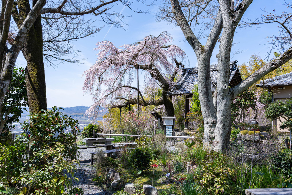 「玉峰山 地蔵禅院」のしだれ桜の画像