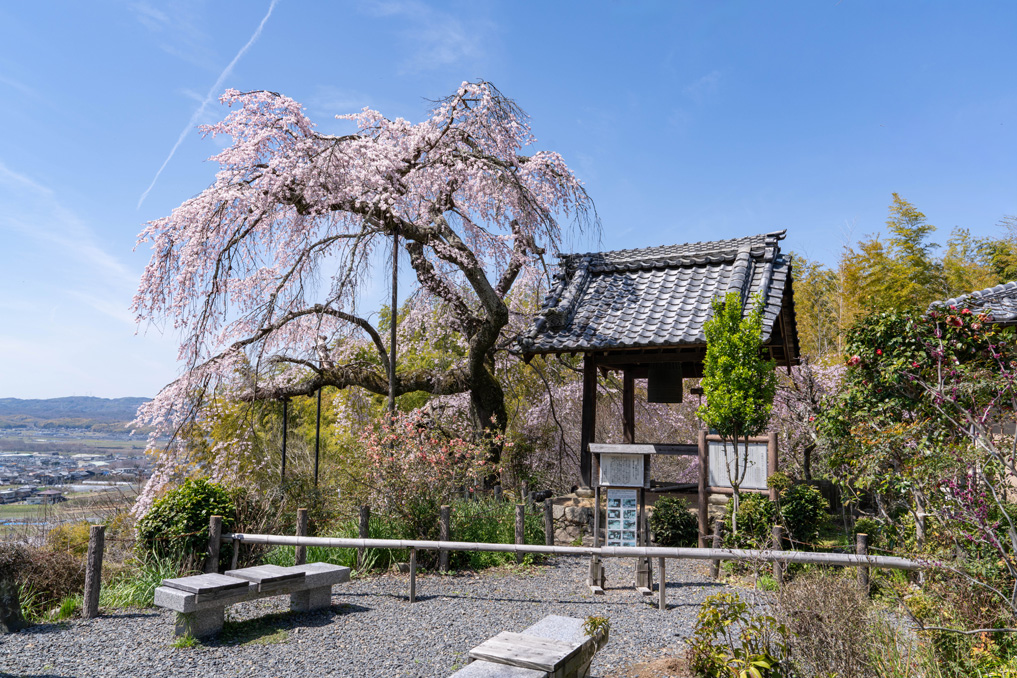 「玉峰山 地蔵禅院」のしだれ桜の画像２