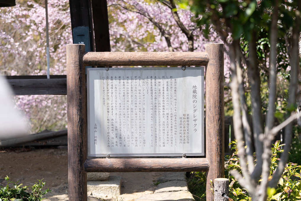 「玉峰山 地蔵禅院」のしだれ桜の画像３