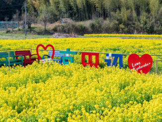 普賢寺の菜の花畑　2026年3月28日撮影　モニュメント画像