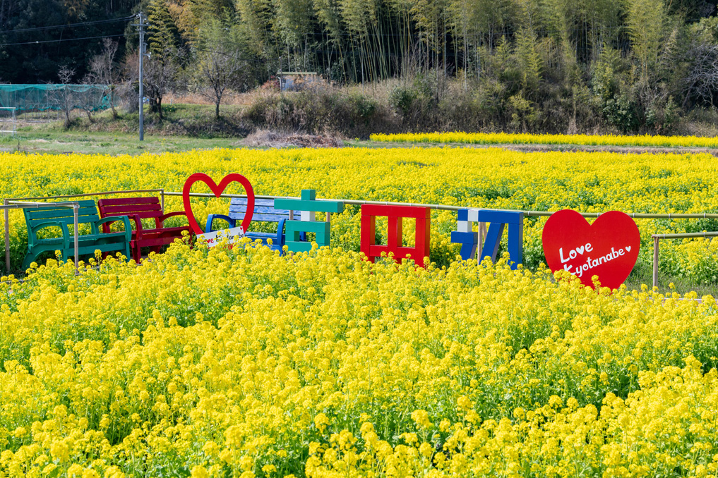 普賢寺の菜の花畑 2026年3月27日撮影 モニュメント画像