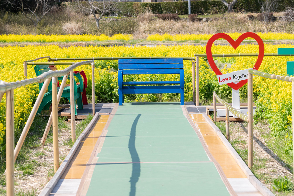 普賢寺の菜の花畑 2026年3月28日撮影 ベンチ画像
