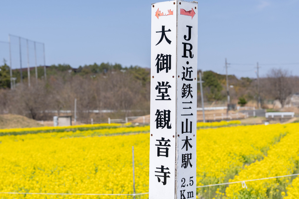 普賢寺の菜の花畑 2026年3月28日撮影画像