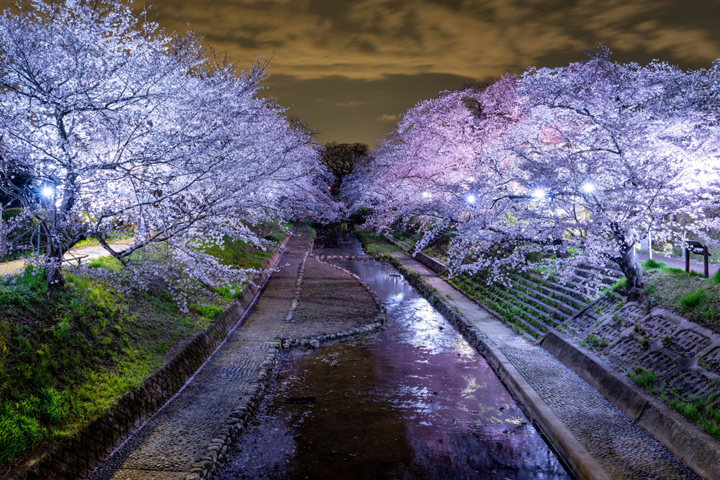 玉川の夜桜　2026年3月31日撮影画像２