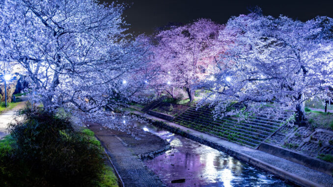 玉川の夜桜　2026年3月31日撮影画像１