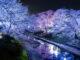 玉川の夜桜　2026年3月31日撮影画像１