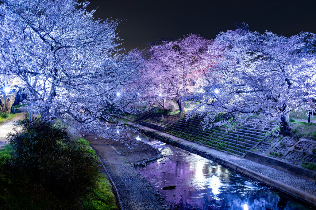 玉川の夜桜 2026年3月31日撮影画像1