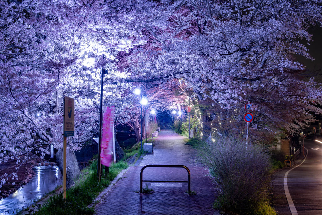 玉川の夜桜　2026年3月31日撮影画像３