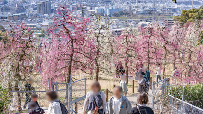 「三室戸寺」のしだれ梅園の画像