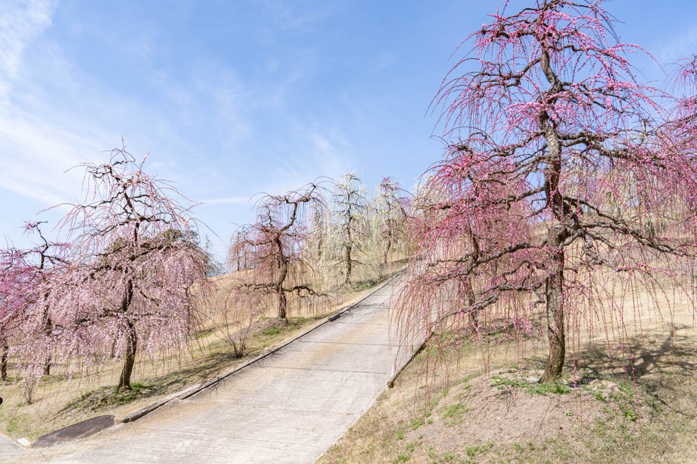 「三室戸寺」のしだれ梅園の画像７