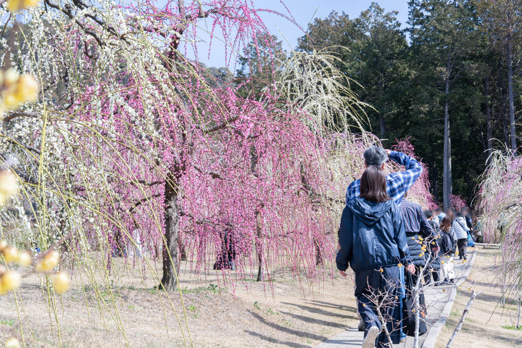 「三室戸寺」のしだれ梅園の画像１