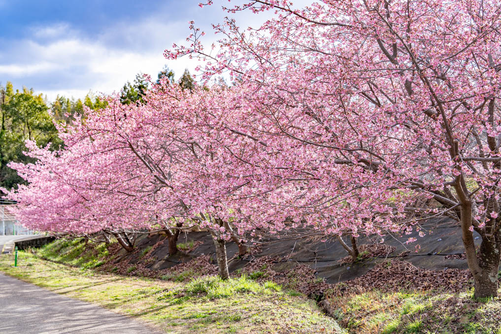 「井手町まちづくりセンター 椿坂」の河津桜２０２６年の画像２
