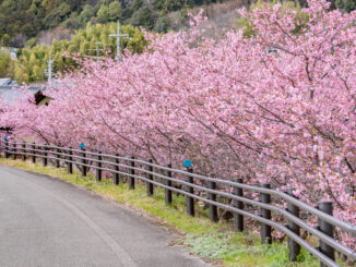 「井手町まちづくりセンター 椿坂」の河津桜２０２６年の画像１