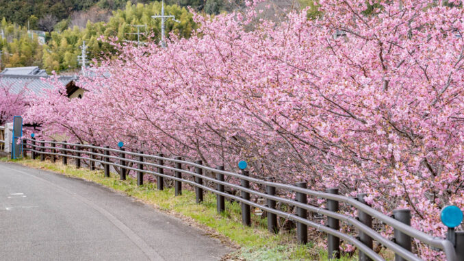 「井手町まちづくりセンター 椿坂」の河津桜２０２６年の画像１