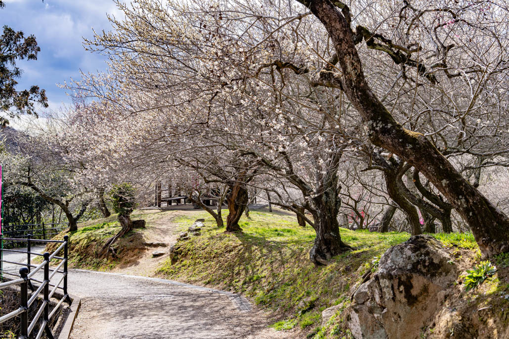 月ヶ瀬梅林の画像５