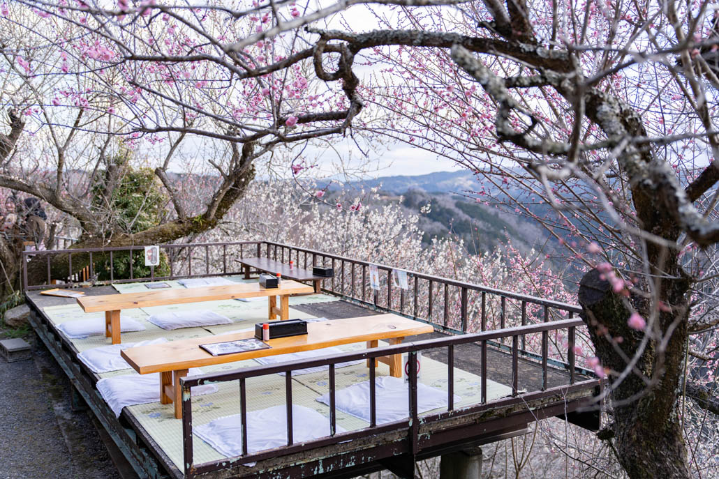 月ヶ瀬梅林の画像３