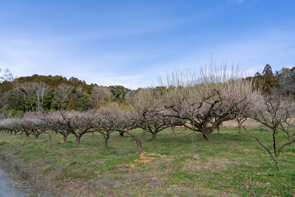 「寿長生の郷」で開催中の「花の宴 梅まつり2026」の画像１