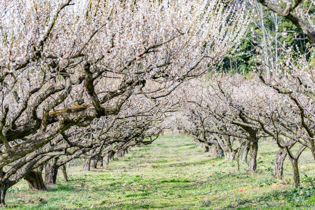 「寿長生の郷」で開催中の「花の宴 梅まつり2026」の画像２