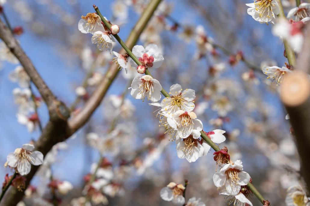 「寿長生の郷」で開催中の「花の宴 梅まつり2026」の画像４