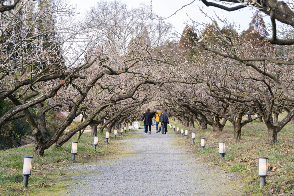 「寿長生の郷」で開催中の「花の宴 梅まつり2026」の画像３