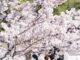 よりみち公園の「春めき（足柄桜）」の画像２